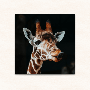 18x18 photo print